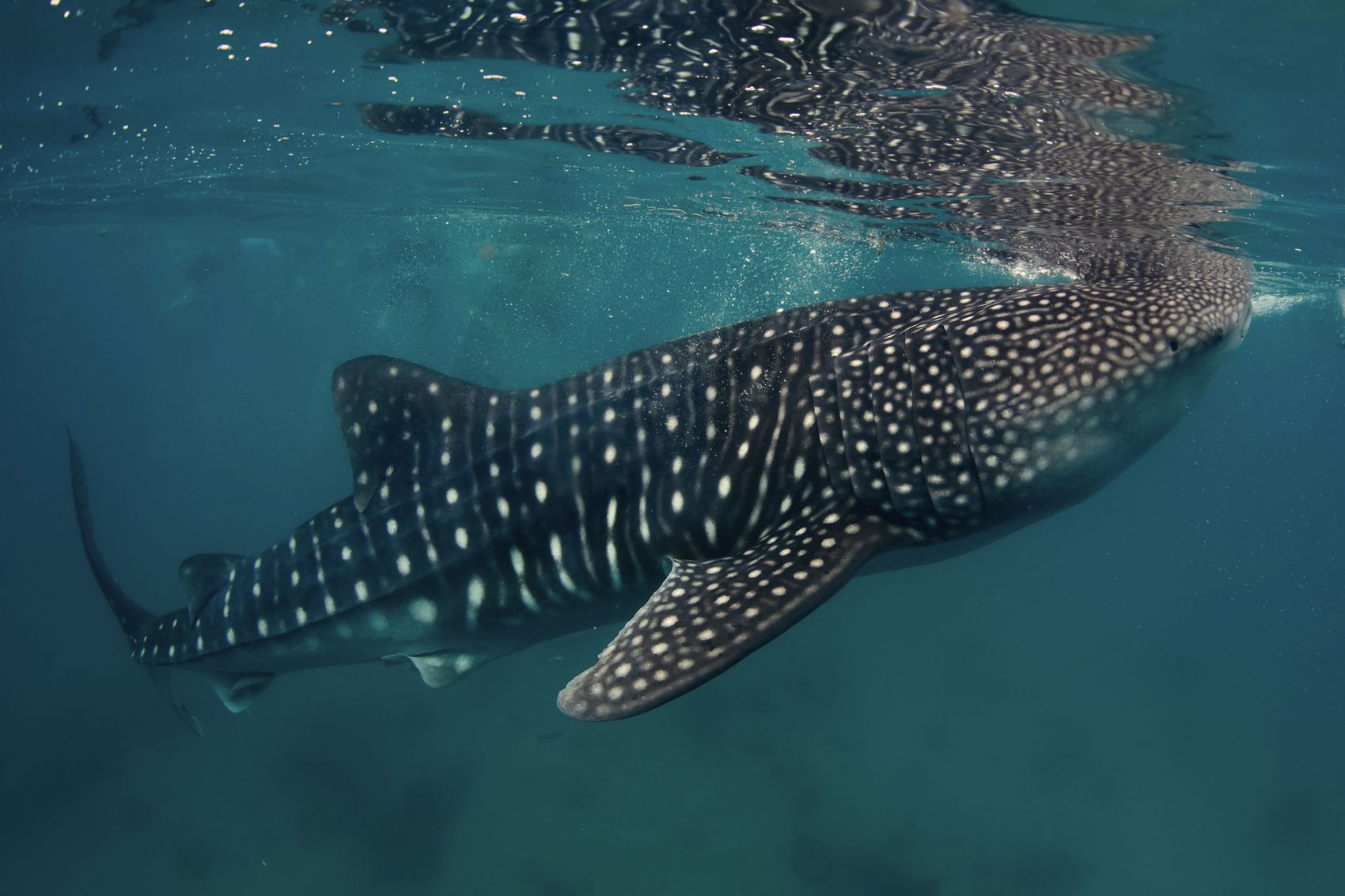 Tiburón ballena en aguas de Isla Mujeres